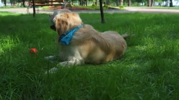 Grand chien mignon reposant dans l'herbe 