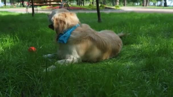 Big cute dog resting in the grass — Stock Video