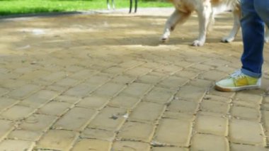 Hoş adam onun sevgili safkan köpek ile dinlenme