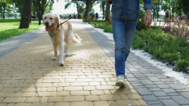 Giovane uomo che cammina con il suo cane di razza — Video Stock