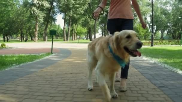 Приятная спортивная женщина гуляет в парке со своей собакой — стоковое видео