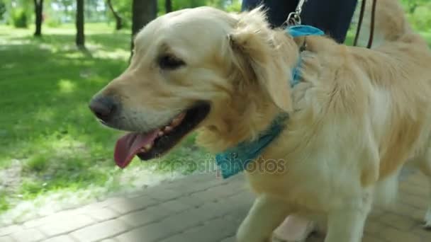 Nette Frau geht mit ihrem Hund im Park spazieren — Stockvideo