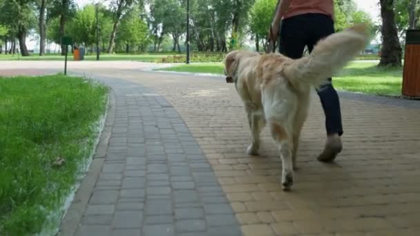 Вид сзади на приятную женщину гуляющую с собакой — стоковое видео