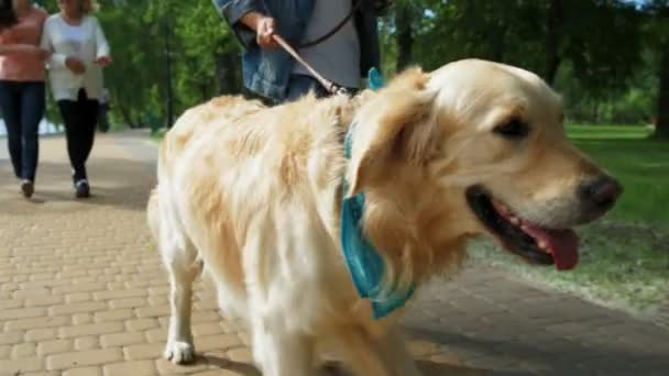 Aangename jongen holdign zijn hond op de leiding — Stockvideo