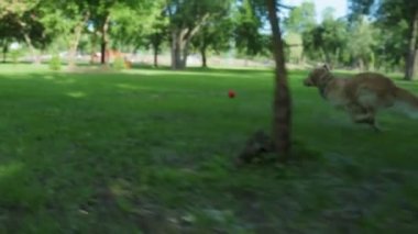 Büyük köpek topu yakalıyor