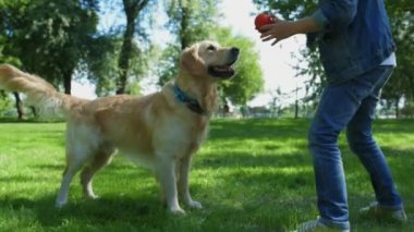 Küçük çocuk onun teklifi safkan köpekle oynamayı