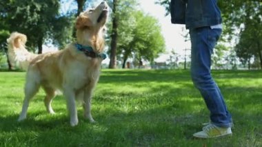 Küçük çocuk açık havada köpeğiyle oynamaya düşük açılı
