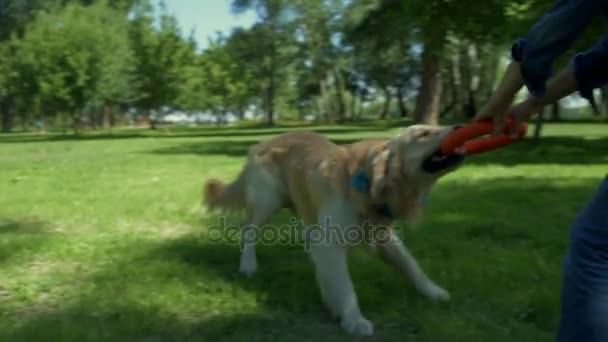 Cão de raça pura brincando com o menino no parque — Vídeo de Stock