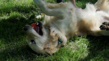 Hoş çocuk parkta köpeğiyle oynuyor