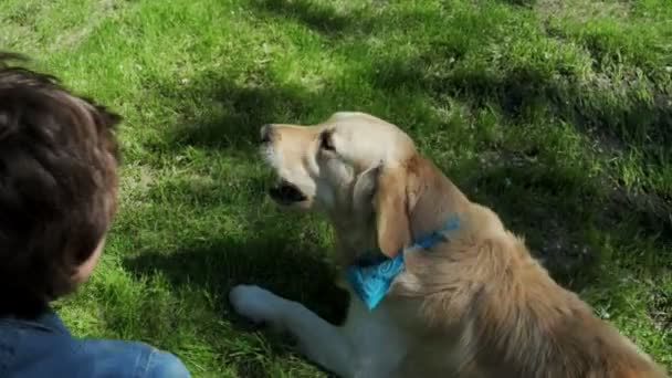 Vista superior de un perro de raza pura jugando en el parque — Vídeo de stock