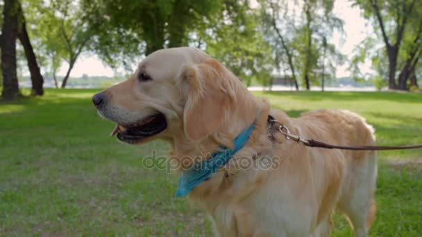 Nice dog on the lead enjoying the walk — Stock Video