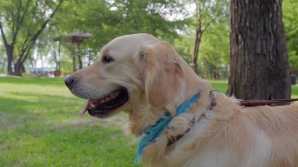 Pleasant purebred dog resting in the park — Stock Video