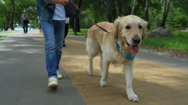 Jongetje wandelen met zijn hond — Stockvideo