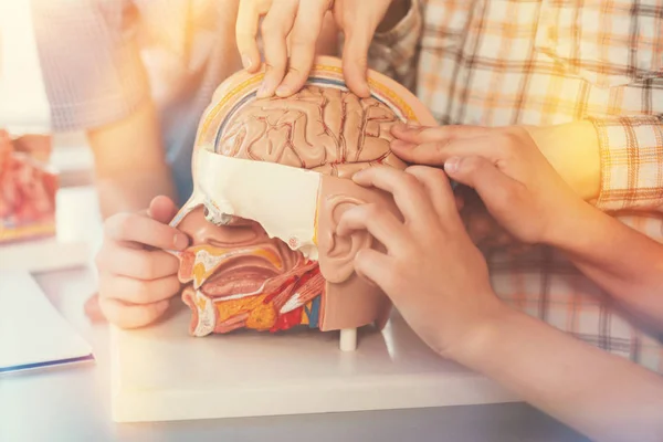 Nahaufnahme kleiner Hände, die das Modell des menschlichen Gehirns berühren — Stockfoto