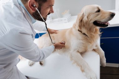 Masanın üzerinde yatan ciddi Labrador