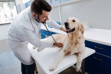 Özenli doktor köpek arkadaşı incelenmesi