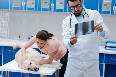 Onun Labrador sakinleştirici tür kadın kişi