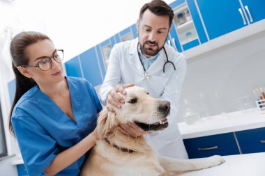 Yetkili veteriner köpek ile çalışma