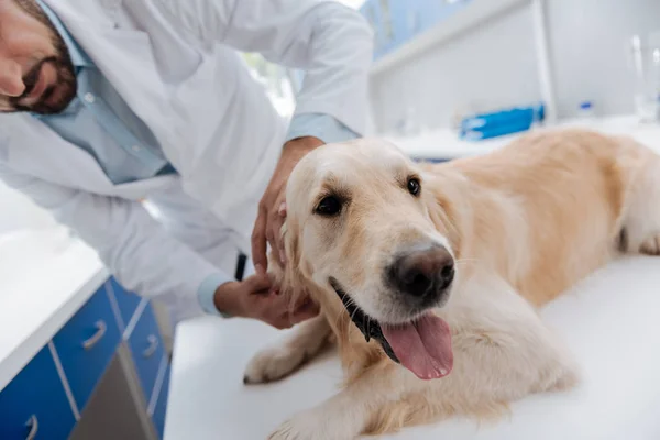 Retrato de perro atractivo que el médico visitante —  Fotos de Stock