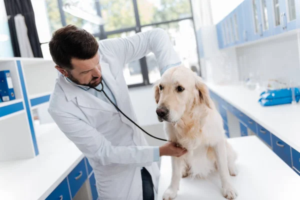 Özenli veteriner dinleme sinyal onun hastada — Stok fotoğraf