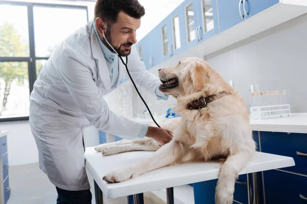 Při pohledu na jeho doktor okouzlující Labrador — Stock fotografie