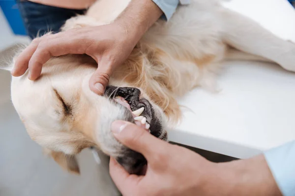 Stressed dog lying showing his teeth — Stock Photo, Image
