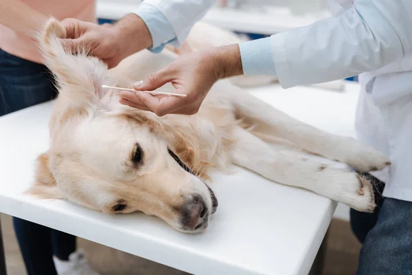 Relaxed Labrador visiting his veterinary — Stock Photo, Image