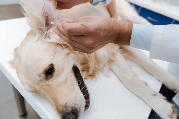 Close up of male hand that cleaning ears of sick dog — Stock Photo, Image