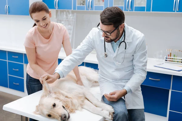 Médico sério para animais que verificam a orelha de cães — Fotografia de Stock