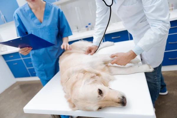 Αρμόδιος γιατρός ελέγχει τους χτύπους της καρδιάς στο σκύλο — Φωτογραφία Αρχείου