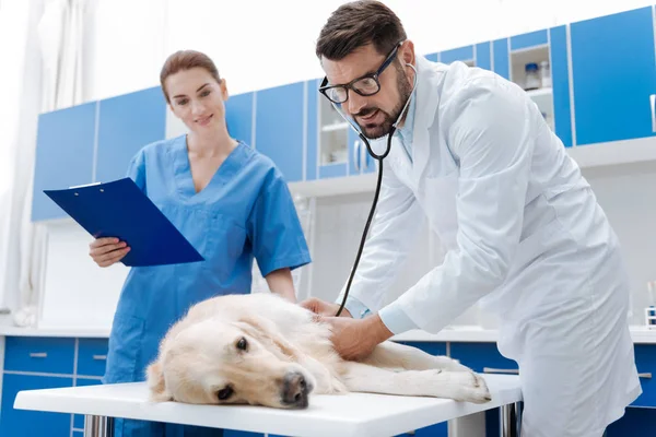 Upset Labrador lying in cabinet — Stock Photo, Image