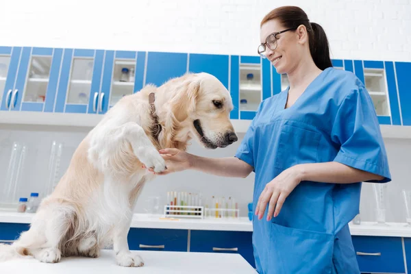 Labrador atento dando sua pata ao médico — Fotografia de Stock