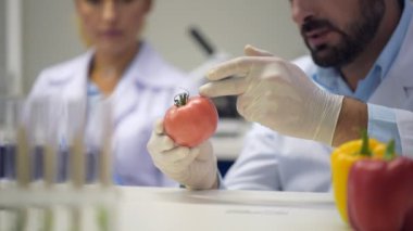 Kırmızı domates erkek bilim adamı tarafından muayene suratında ölçekli