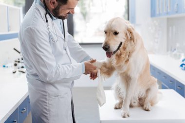 Üzgün Labrador pençe ile ilgili sorunlar yaşıyorsanız