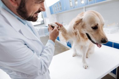 Üzgün köpek kafasını ağız açılırken Selam