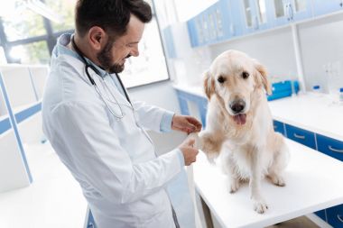 Bandaj onun ziyaretçiye değiştirme veteriner konsantre