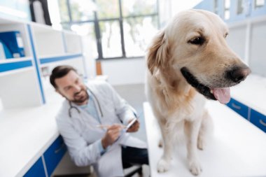 Köpek o ayakta masaya sakin yakın çekim