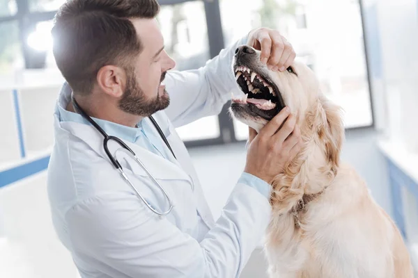 Competent veterinary checking all teeth — Stock Photo, Image