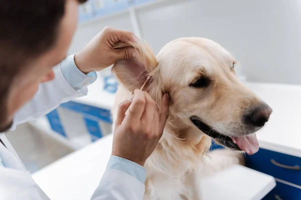 Trabalhador médico sério usando botão de algodão — Fotografia de Stock