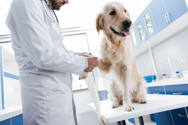 Хорошая собака сидит на столе во время посещения врача — стоковое фото