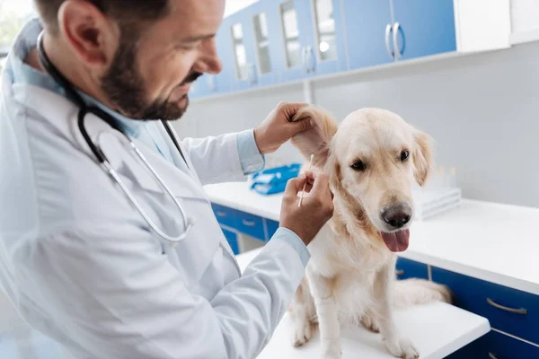 Foto de perfil do veterinário competente que verificando orelhas — Fotografia de Stock
