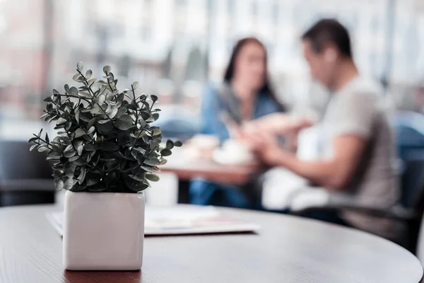 Foto focada na planta que estando na mesa — Fotografia de Stock