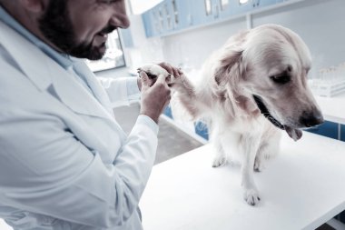 Onun pençe vererek hoş sevimli köpek