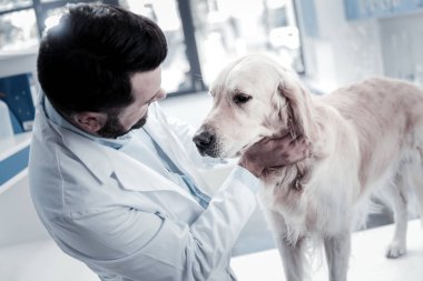 Hoş güzel adam içinde belgili tanımlık veteriner çalışma