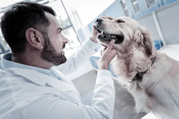 Profissional homem inteligente verificando cães saúde — Fotografia de Stock