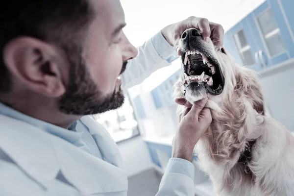 Nice beautiful dog opening its mouth — Stock Photo, Image