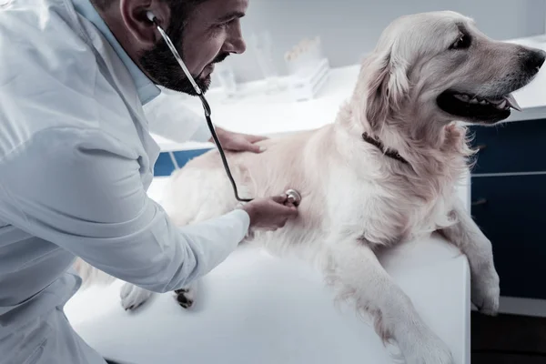 Médico inteligente positivo verificando a respiração cães — Fotografia de Stock