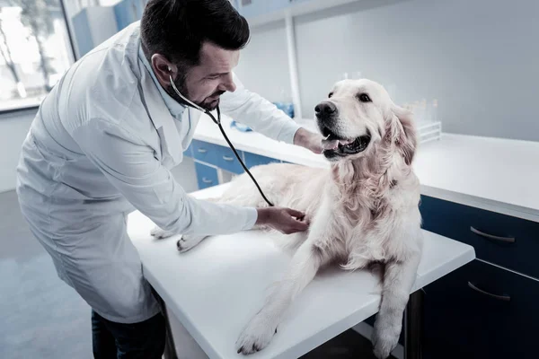 Homem profissional positivo que se preocupa com o cão — Fotografia de Stock