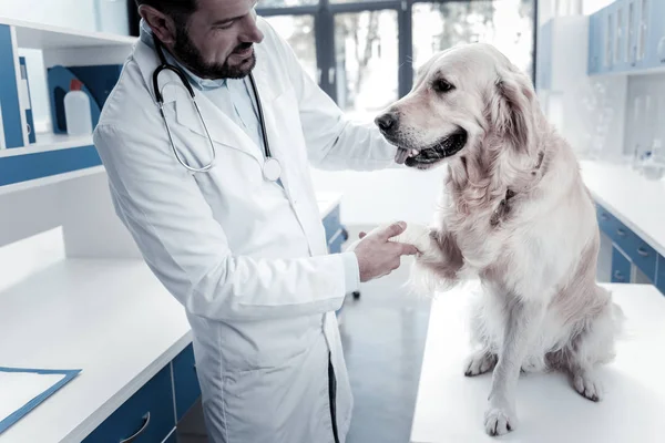 Smart vet doctor holding a labradors paw