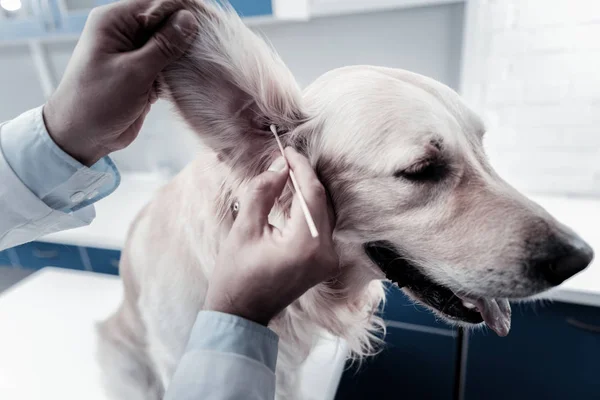 Nice professional doctor cleaning dogs ears — Stock Photo, Image